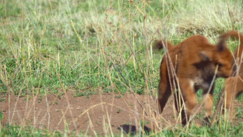 Deep in the Heart: A Texas Wildlife Story (2022) download