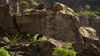 Nature Big Bend: The Wild Frontier of Texas (2021) download